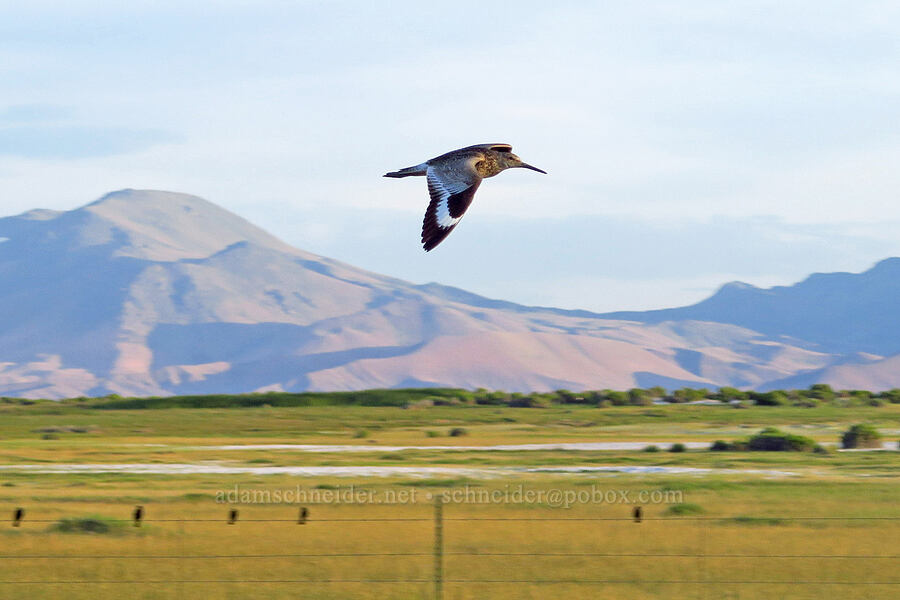 willet (Tringa semipalmata) [Borax Lake Hot Springs, Harney County, Oregon]