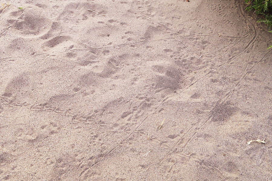 animal tracks [Borax Lake Hot Springs, Harney County, Oregon]