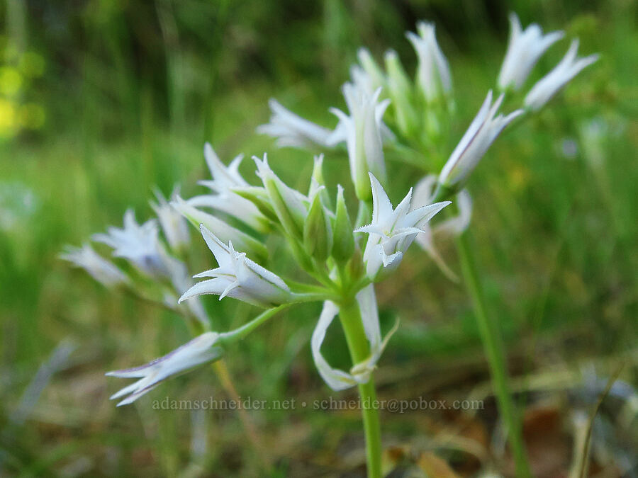 white taper-tip onion (Allium acuminatum) [Andy Creek Trailhead, Okanogan-Wenatchee National Forest, Yakima County, Washington]