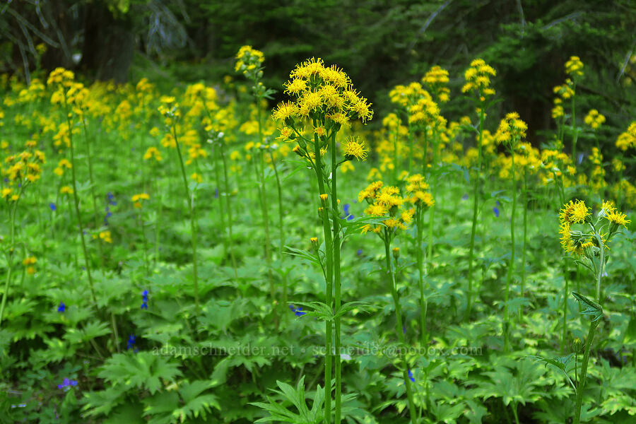 silver-crown luina (Cacaliopsis nardosmia (Cacalia nardosmia)) [Russell Ridge Trail, Okanogan-Wenatchee National Forest, Yakima County, Washington]