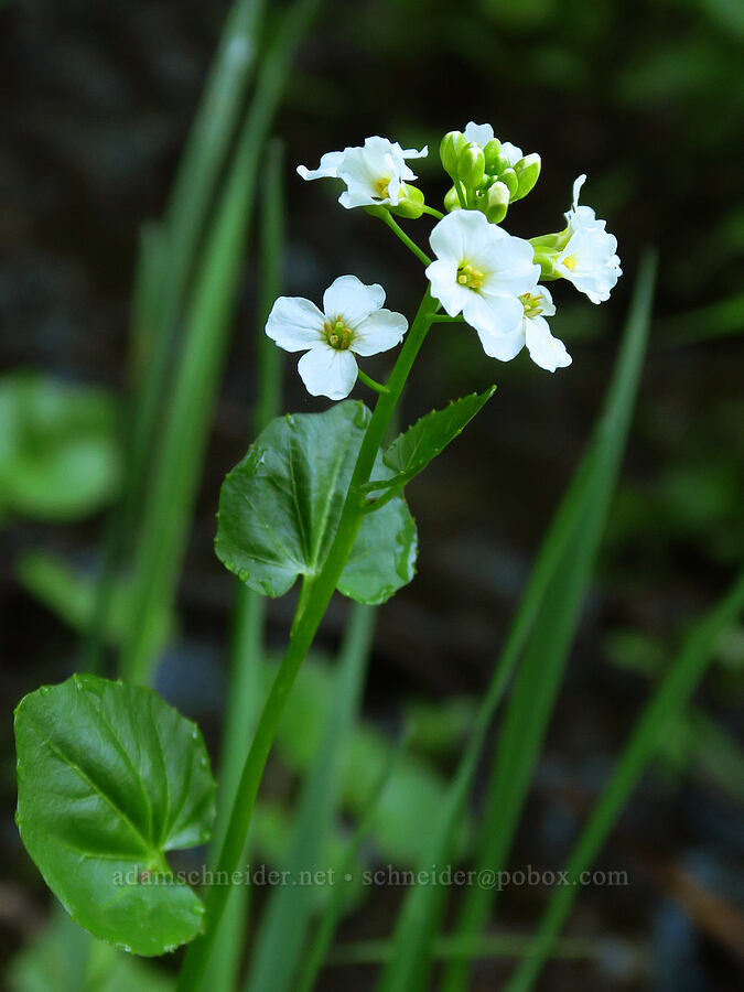 heart-leaf bitter-cress (Cardamine cordifolia) [Russell Ridge Trail, Okanogan-Wenatchee National Forest, Yakima County, Washington]