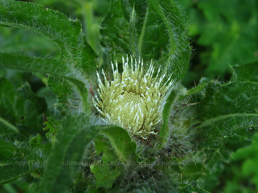 Hooker's white thistle (Cirsium hookerianum) [Russell Ridge Trail, Okanogan-Wenatchee National Forest, Yakima County, Washington]