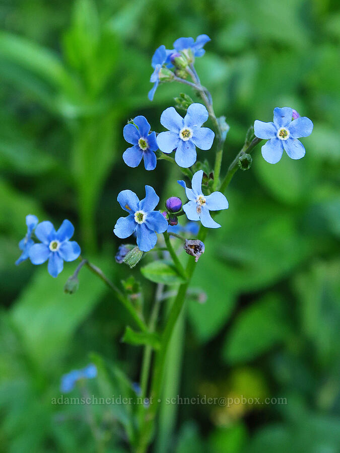 blue stick-seed (Hackelia micrantha (Hackelia jessicae)) [Russell Ridge Trail, Okanogan-Wenatchee National Forest, Yakima County, Washington]