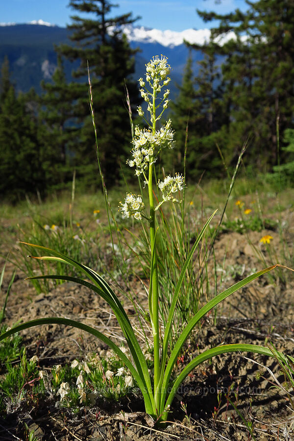 panicled death-camas (Toxicoscordion paniculatum (Zigadenus paniculatus)) [Russell Ridge Trail, Okanogan-Wenatchee National Forest, Yakima County, Washington]