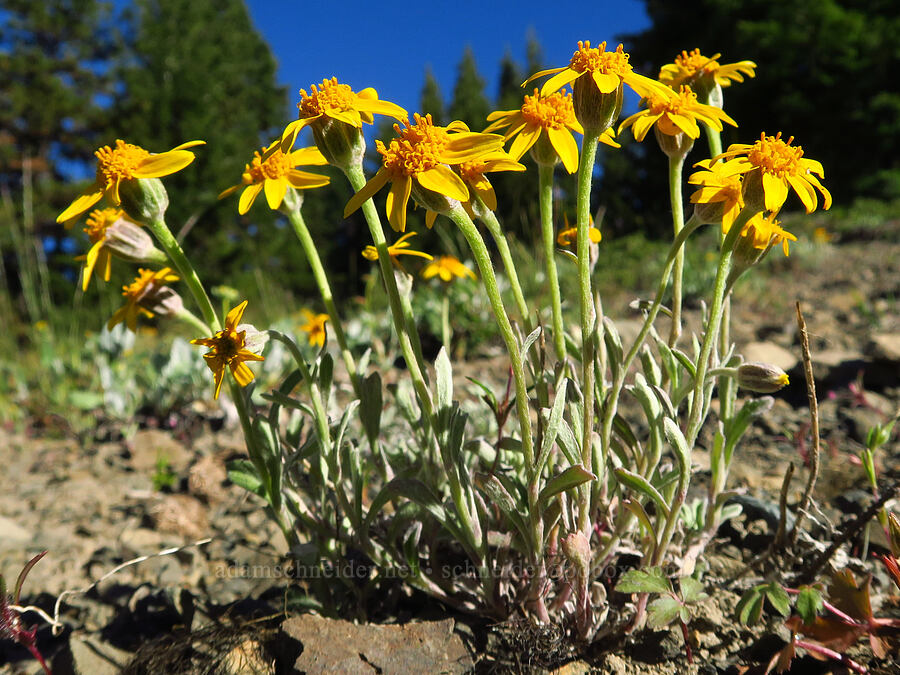 Oregon sunshine (Eriophyllum lanatum) [Russell Ridge Trail, Okanogan-Wenatchee National Forest, Yakima County, Washington]