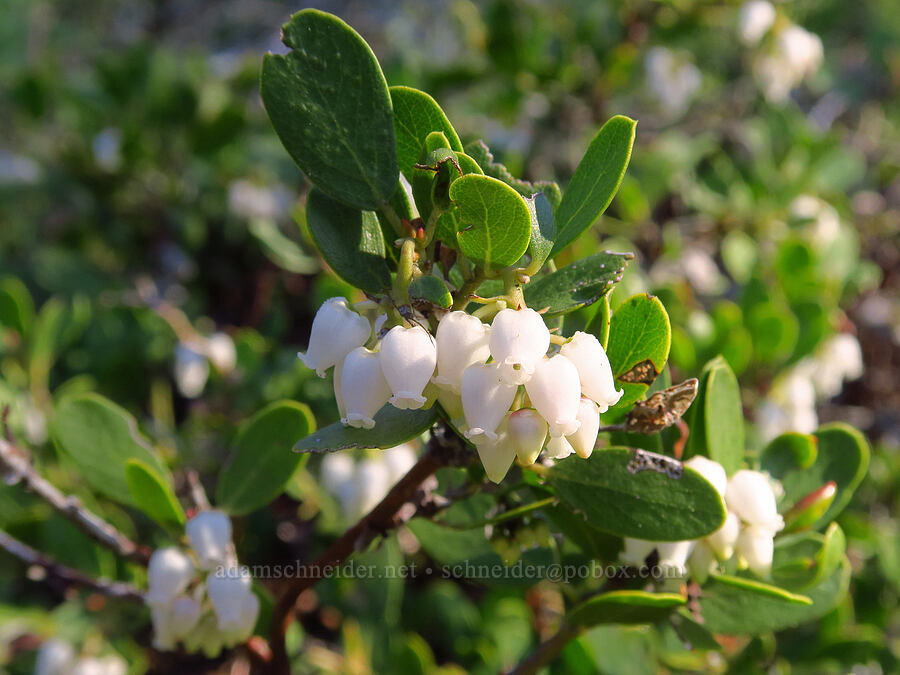 pine-mat manzanita (Arctostaphylos nevadensis) [Russell Ridge Trail, Okanogan-Wenatchee National Forest, Yakima County, Washington]