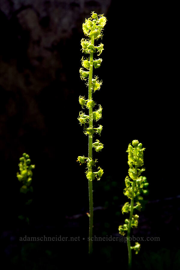 Brewer's mitrewort (Brewerimitella breweri (Pectiantia breweri) (Mitella breweri)) [Ironstone Mountain Trail, William O. Douglas Wilderness, Yakima County, Washington]