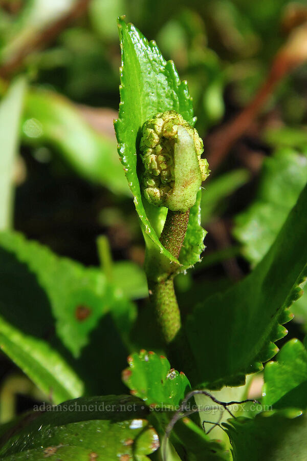 leather-leaf saxifrage, budding (Leptarrhena pyrolifolia (Saxifraga pyrolifolia)) [Ironstone Mountain Trail, William O. Douglas Wilderness, Yakima County, Washington]