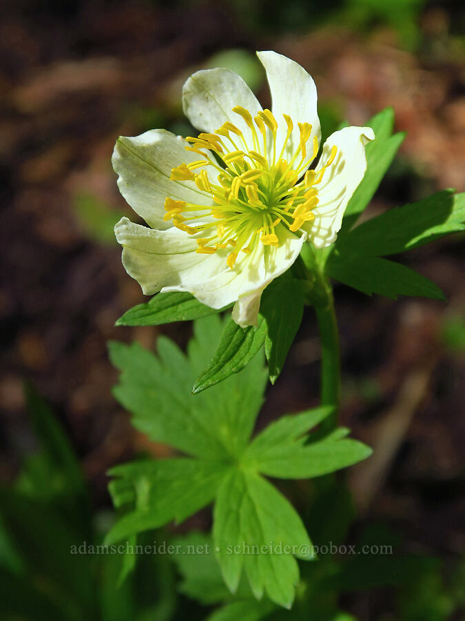 white globe-flower (Trollius albiflorus (Trollius laxus ssp. albiflorus)) [Ironstone Mountain Trail, William O. Douglas Wilderness, Yakima County, Washington]