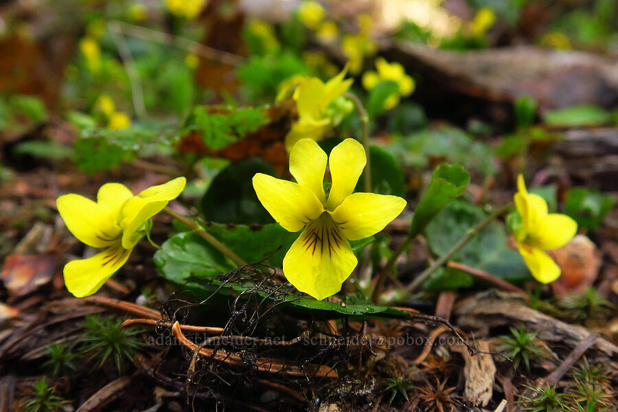 round-leaf violet (Viola orbiculata) [Ironstone Mountain Trail, William O. Douglas Wilderness, Yakima County, Washington]