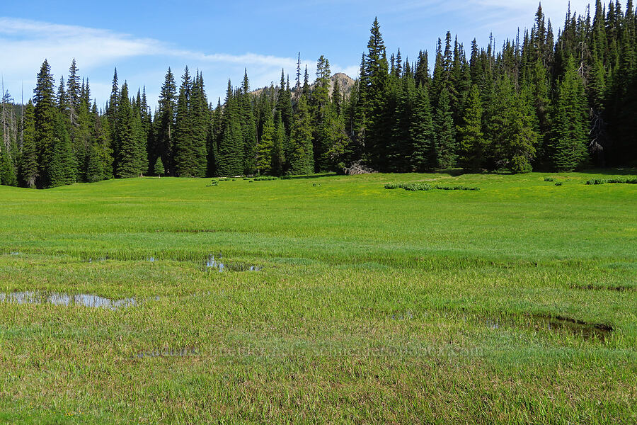 Fox Meadow [Ironstone Mountain Trail, William O. Douglas Wilderness, Yakima County, Washington]