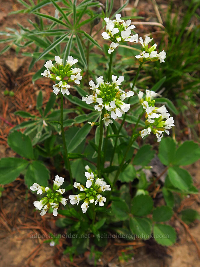 Cascade rock-cress (Arabis furcata) [Ironstone Mountain Trail, William O. Douglas Wilderness, Yakima County, Washington]