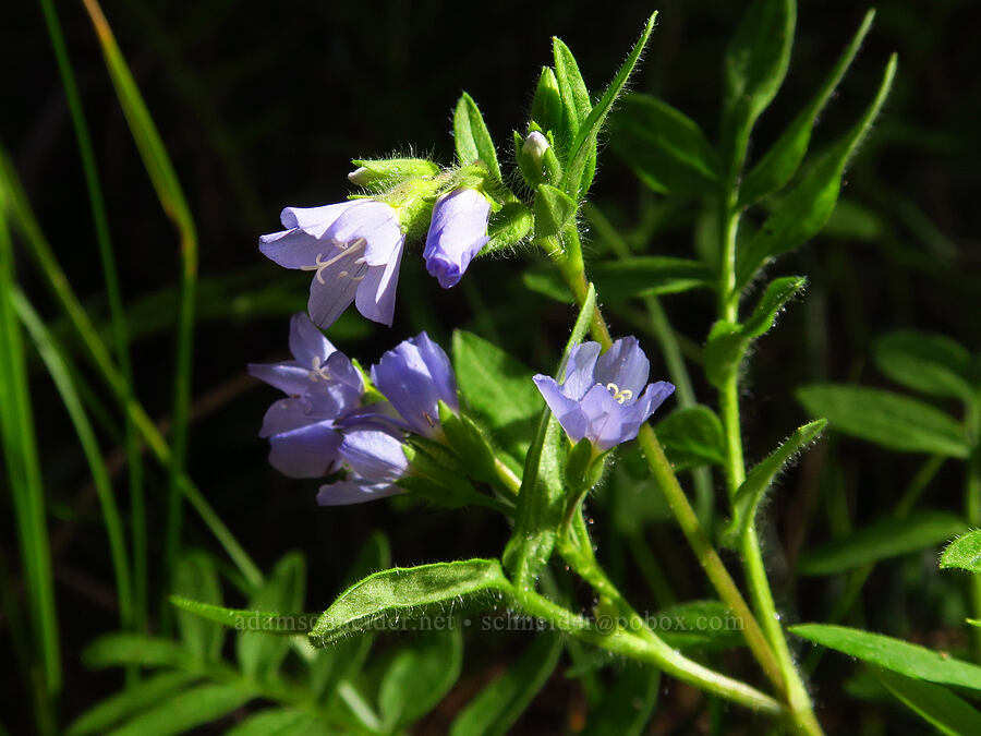 California Jacob's-ladder (Polemonium californicum) [Ironstone Mountain Trail, William O. Douglas Wilderness, Yakima County, Washington]