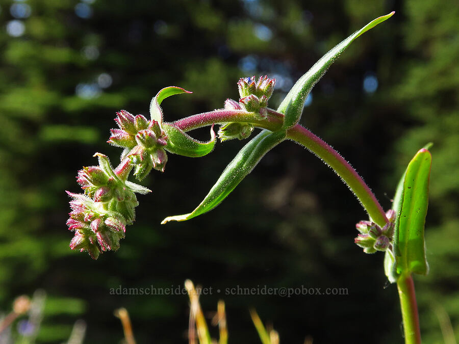 penstemon, budding (Penstemon sp.) [Ironstone Mountain, William O. Douglas Wilderness, Yakima County, Washington]