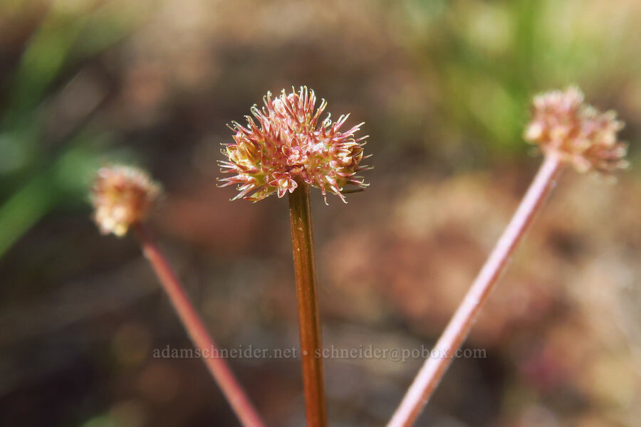 northern sanicle, going to seed (Sanicula graveolens) [Ironstone Mountain, William O. Douglas Wilderness, Yakima County, Washington]