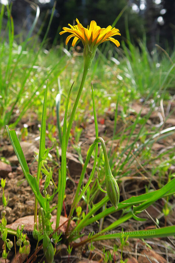 nodding microseris (Microseris nutans (Scorzonella nutans)) [Ironstone Mountain, William O. Douglas Wilderness, Yakima County, Washington]