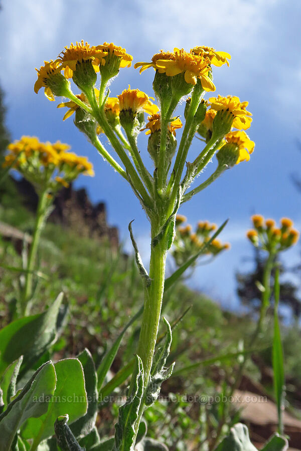 western groundsel (Senecio integerrimus) [Ironstone Mountain, William O. Douglas Wilderness, Yakima County, Washington]