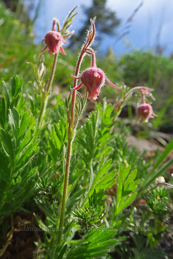 prairie smoke (Geum triflorum) [Ironstone Mountain, William O. Douglas Wilderness, Yakima County, Washington]