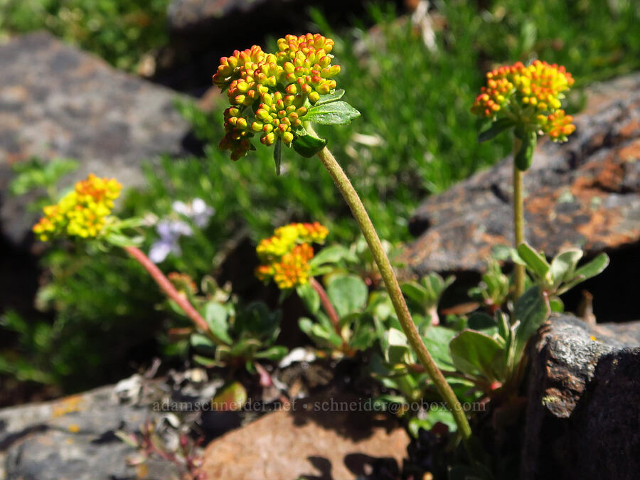 sulphur-flower buckwheat, budding (Eriogonum umbellatum) [Ironstone Mountain, William O. Douglas Wilderness, Yakima County, Washington]