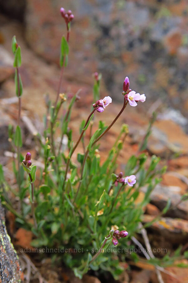 Lyall's rock-cress (Boechera lyallii (Arabis lyallii)) [Ironstone Mountain, William O. Douglas Wilderness, Yakima County, Washington]