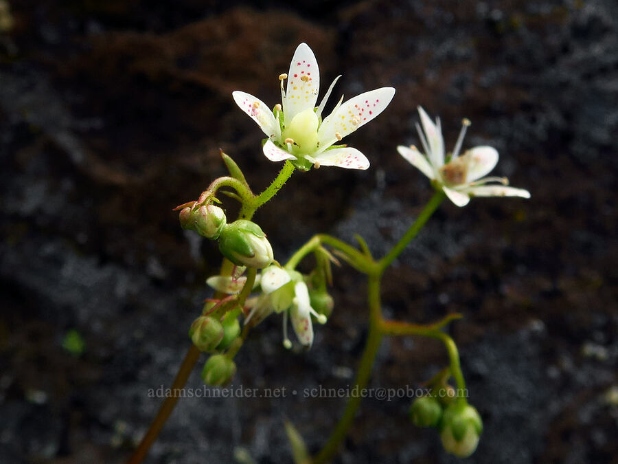 spotted saxifrage (Saxifraga bronchialis ssp. austromontana (Saxifraga austromontana)) [Ironstone Mountain, William O. Douglas Wilderness, Yakima County, Washington]