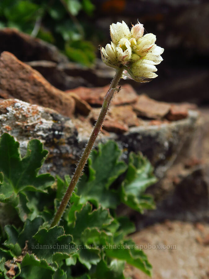 round-leaf alumroot (Heuchera cylindrica) [Ironstone Mountain, William O. Douglas Wilderness, Yakima County, Washington]