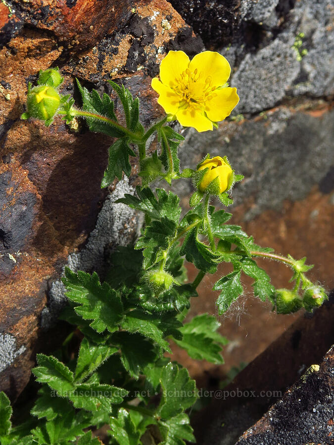 cliff cinquefoil (Drymocallis pseudorupestris (Potentilla glandulosa ssp. pseudorupestris)) [Ironstone Mountain, William O. Douglas Wilderness, Yakima County, Washington]