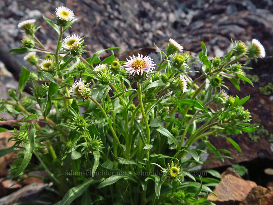 northern daisy/fleabane (Erigeron nivalis (Erigeron acris ssp. debilis)) [Ironstone Mountain, William O. Douglas Wilderness, Yakima County, Washington]