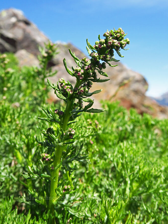 lemon sagewort, budding (Artemisia michauxiana) [Ironstone Mountain, William O. Douglas Wilderness, Yakima County, Washington]