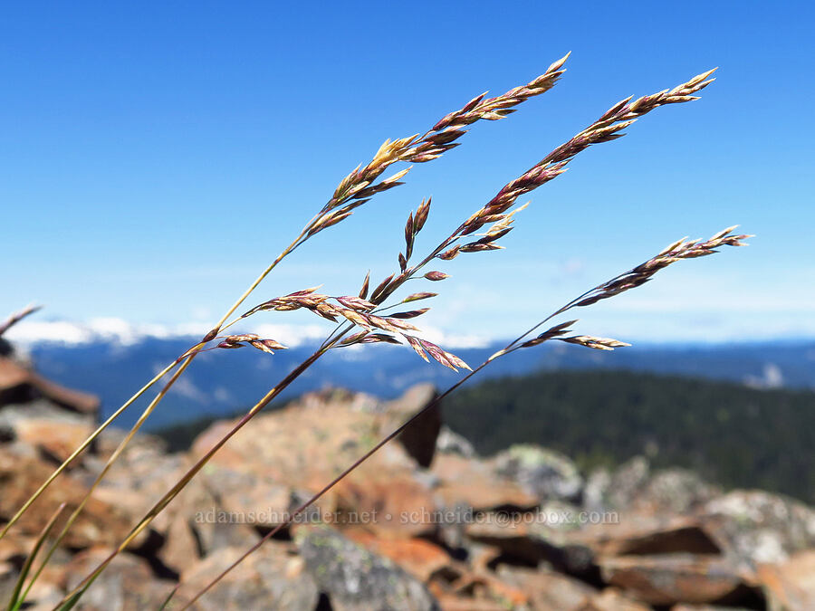 bluegrass (Poa sp.) [Ironstone Mountain, William O. Douglas Wilderness, Yakima County, Washington]