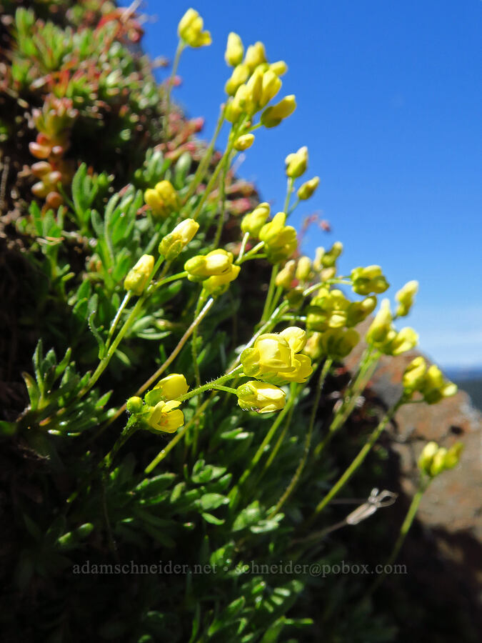 draba (Draba sp.) [Ironstone Mountain, William O. Douglas Wilderness, Yakima County, Washington]