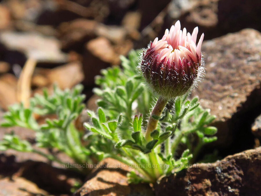 cut-leaf fleabane (Erigeron compositus) [Ironstone Mountain, William O. Douglas Wilderness, Yakima County, Washington]