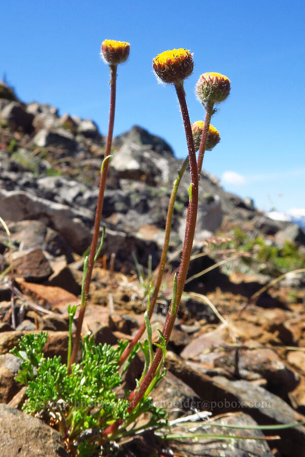 cut-leaf fleabane (Erigeron compositus) [Ironstone Mountain, William O. Douglas Wilderness, Yakima County, Washington]