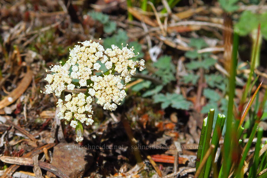 Cascade desert parsley (Lomatium martindalei) [Ironstone Mountain, William O. Douglas Wilderness, Yakima County, Washington]