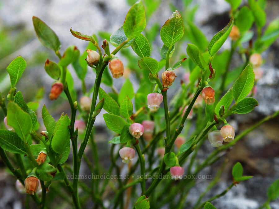 grouse whortleberry flowers (Vaccinium scoparium) [Ironstone Mountain, William O. Douglas Wilderness, Yakima County, Washington]