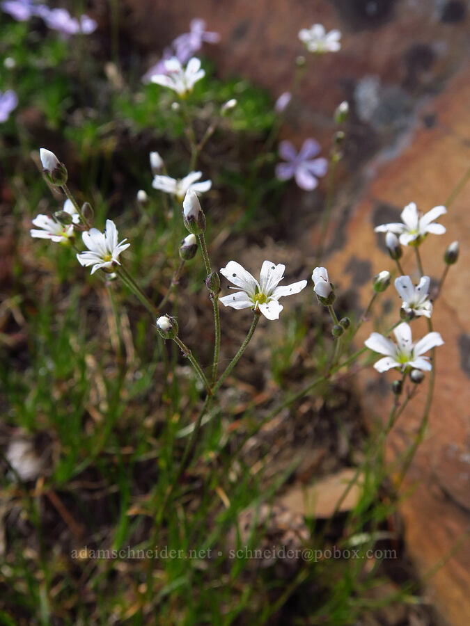 slender mountain sandwort (Eremogone capillaris (Arenaria capillaris)) [Ironstone Mountain, William O. Douglas Wilderness, Yakima County, Washington]