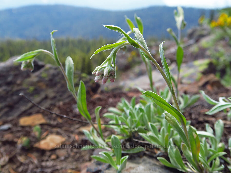 rosy pussy-toes, budding (Antennaria rosea (Antennaria microphylla)) [Ironstone Mountain, William O. Douglas Wilderness, Yakima County, Washington]