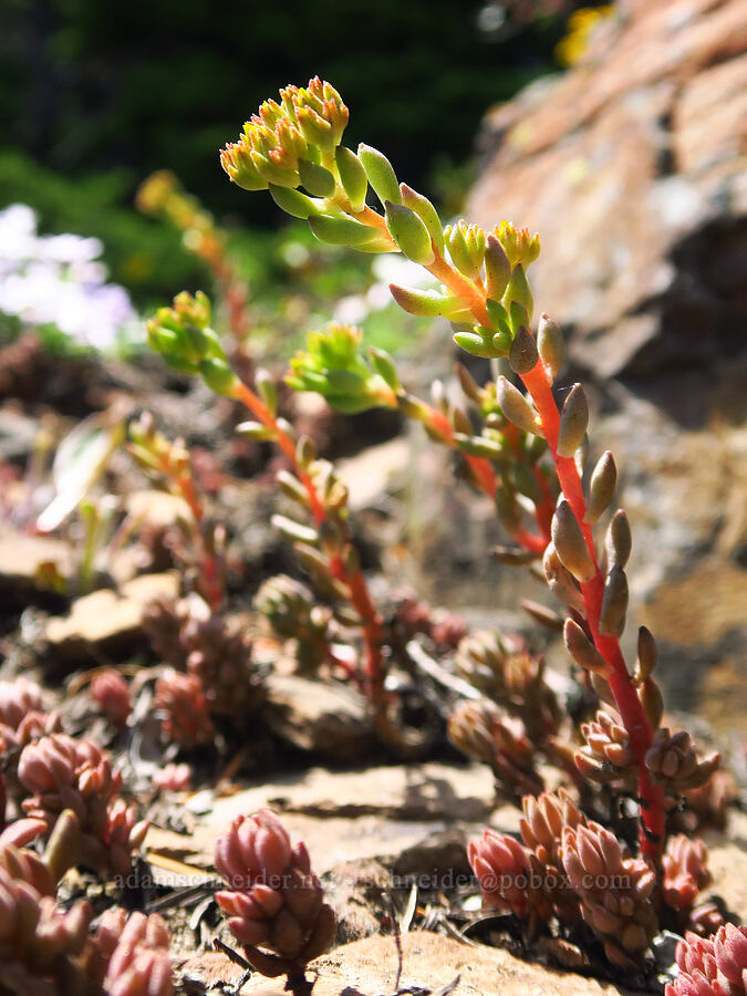 lance-leaf stonecrop, budding (Sedum lanceolatum) [Ironstone Mountain, William O. Douglas Wilderness, Yakima County, Washington]