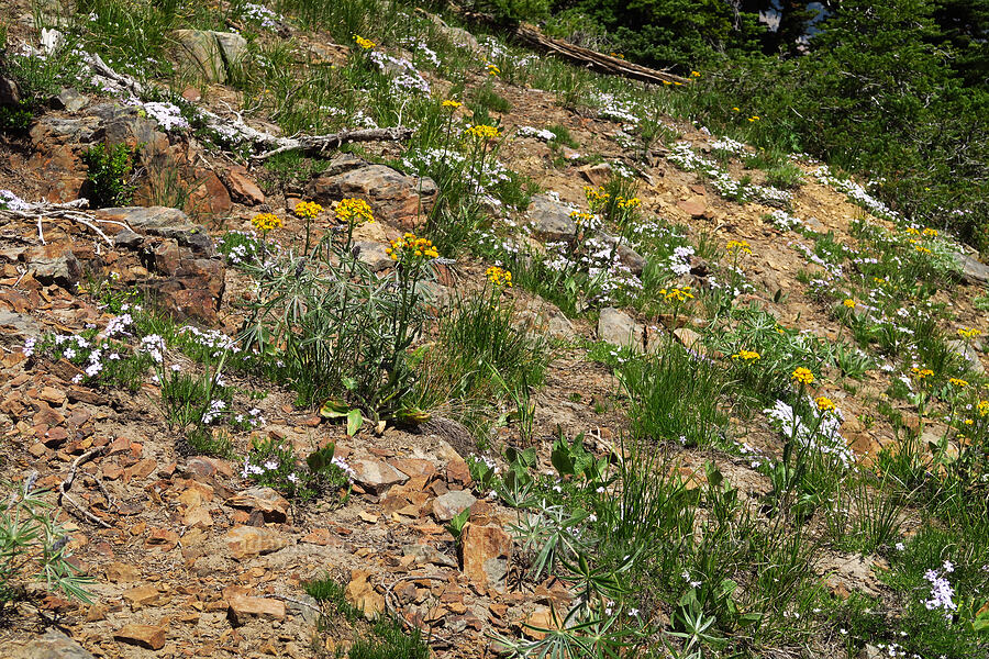 western groundsel & spreading phlox (Senecio integerrimus, Phlox diffusa) [Ironstone Mountain, William O. Douglas Wilderness, Yakima County, Washington]