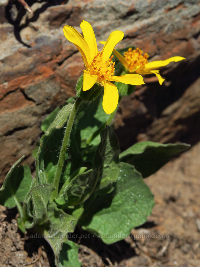 slender mountain arnica (Arnica gracilis (Arnica latifolia var. gracilis)) [Ironstone Mountain, William O. Douglas Wilderness, Yakima County, Washington]