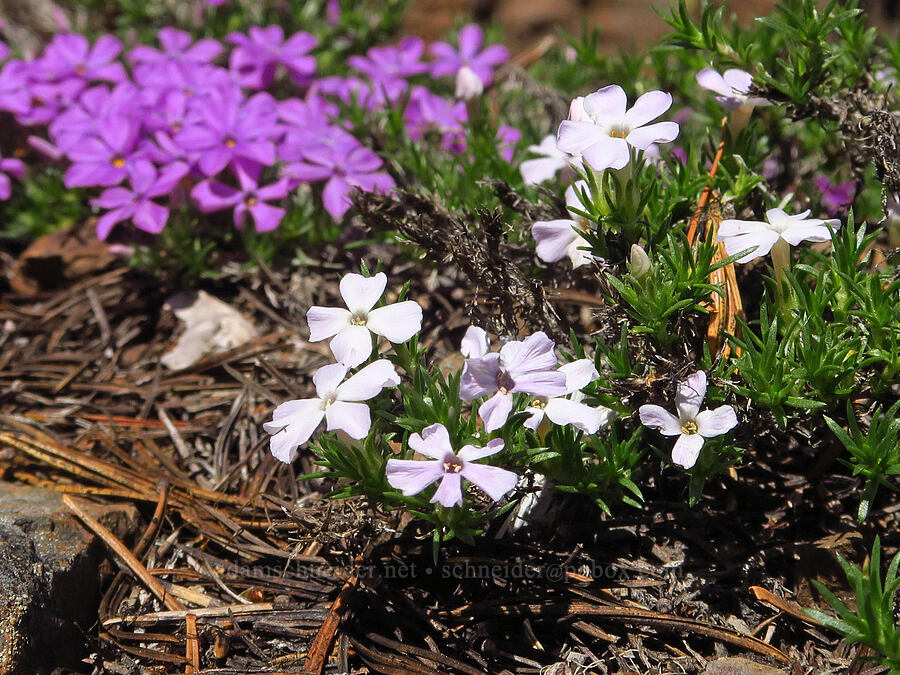 two colors of spreading phlox (Phlox diffusa) [Ironstone Mountain, William O. Douglas Wilderness, Yakima County, Washington]