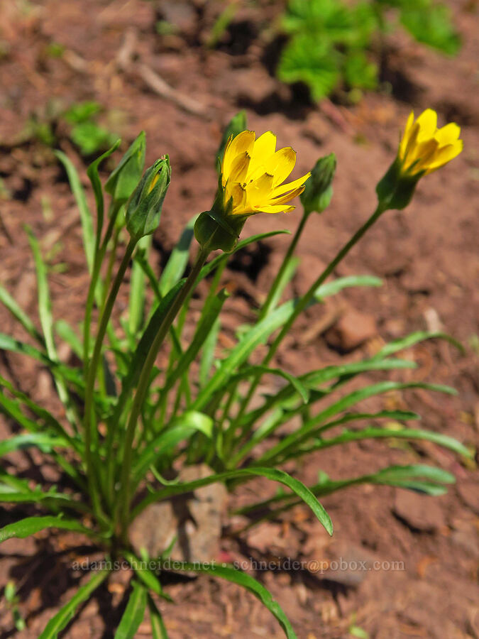 alpine lake agoseris (mountain dandelion) (Nothocalais alpestris (Microseris alpestris)) [Ironstone Mountain, William O. Douglas Wilderness, Yakima County, Washington]