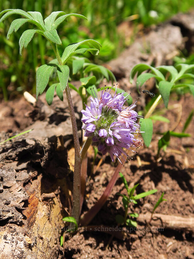 ball-head waterleaf (Hydrophyllum capitatum var. capitatum) [Ironstone Mountain, William O. Douglas Wilderness, Yakima County, Washington]