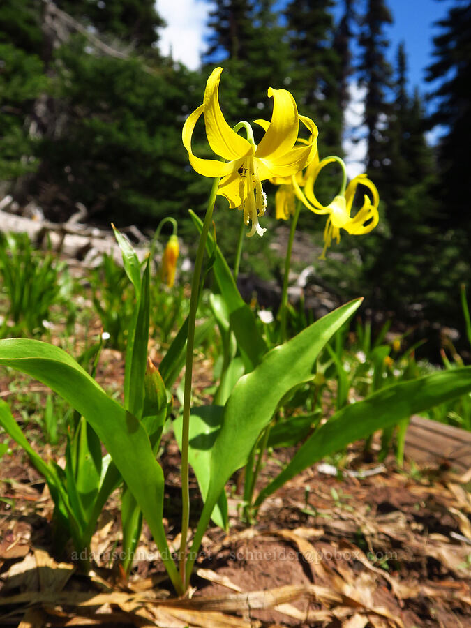 glacier lilies (Erythronium grandiflorum) [Ironstone Mountain, William O. Douglas Wilderness, Yakima County, Washington]