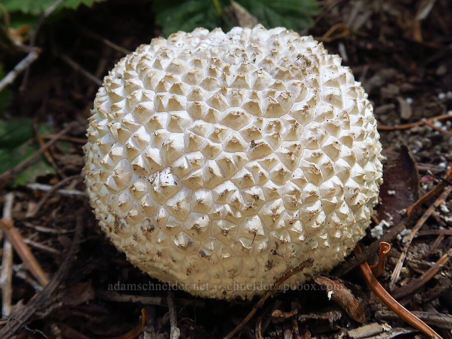 puffball mushroom [Ironstone Mountain Trail, William O. Douglas Wilderness, Yakima County, Washington]