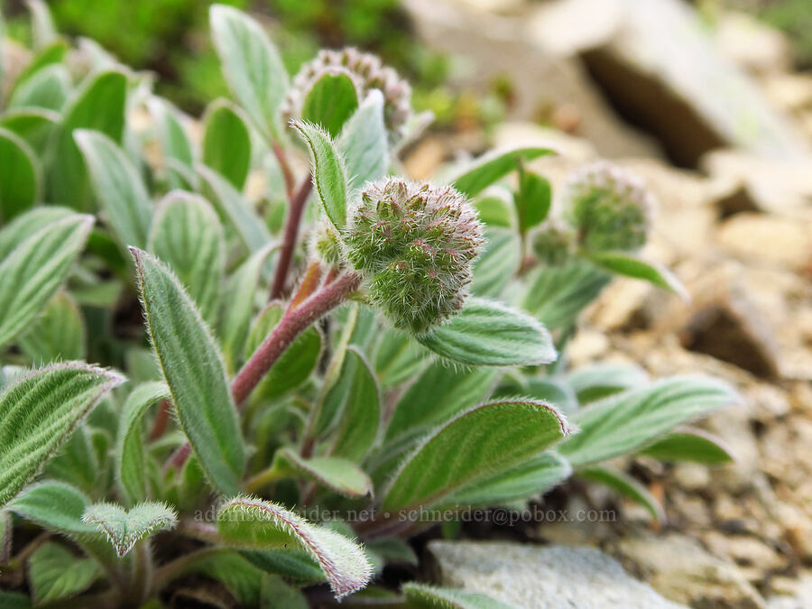 silver-leaf phacelia (Phacelia hastata) [Ironstone Mountain Trail, William O. Douglas Wilderness, Yakima County, Washington]