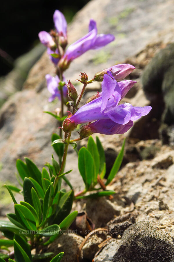 shrubby penstemon (Penstemon fruticosus) [Ironstone Mountain Trail, William O. Douglas Wilderness, Yakima County, Washington]