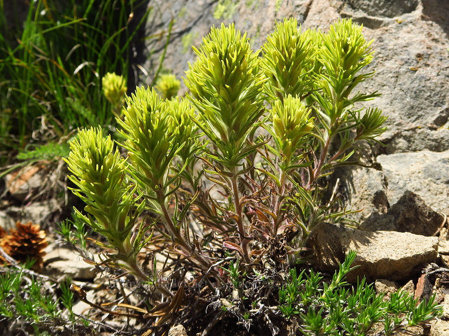 Thompson's paintbrush (Castilleja thompsonii) [Ironstone Mountain Trail, William O. Douglas Wilderness, Yakima County, Washington]