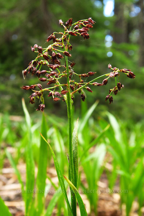 Hitchcock's wood-rush (Luzula hitchcockii) [Ironstone Mountain Trail, William O. Douglas Wilderness, Yakima County, Washington]