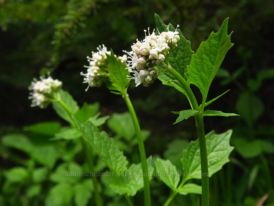 Sitka valerian (Valeriana sitchensis) [Ironstone Mountain Trail, William O. Douglas Wilderness, Yakima County, Washington]